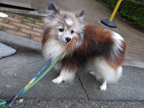 2019(R1)-8-7 ハルのクルクル散歩 (5)