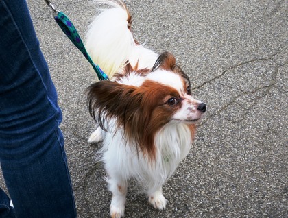 2016(H28)-4-16 代々木公園わんわんカーニバル (4)