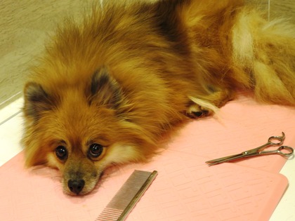 2018(H30)-12-24 ディアが生まれ変わった日 (23)