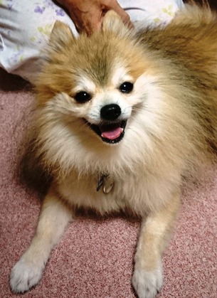 2017(H29)-9-25 トライアル2日目のマグ