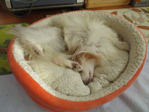 ���쥯������̲�긤 2019(R1)-12-15 (8)