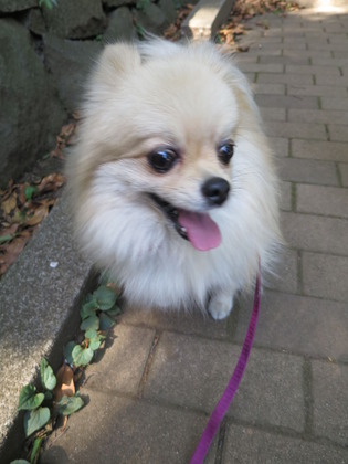 2017(H29)-6-3 ī (6)