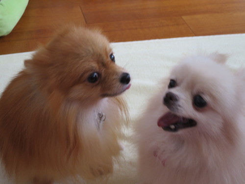 2020(R2)-10-20 今日も大好き❤ (10)