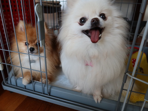 2021(R3)-4-4 åԡȥ饤 (8)