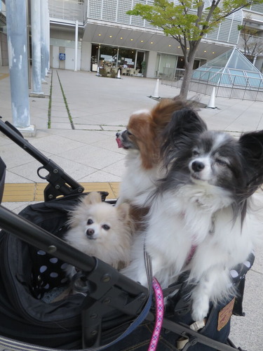 2020(R2)-4-19 パーシモン公園 (4)