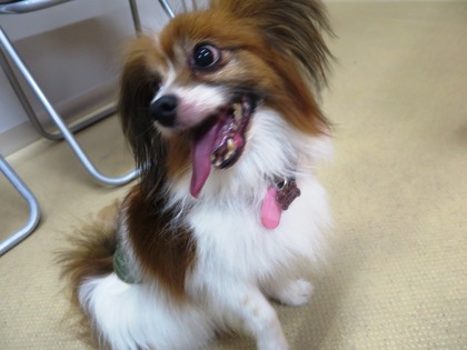 2014(H26)-7-19 ���Τ�Ʋ� (9)