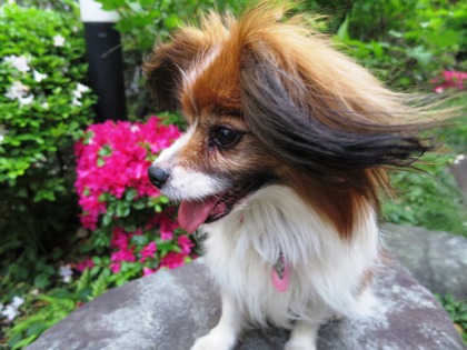 May day の庭で (14)