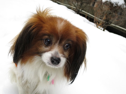 2014-2-15 今年二度目の大雪に (46)