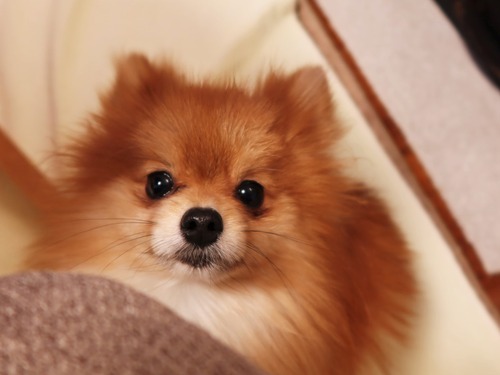 2021(R3)-2-24 仮ママ何食べてるですか? (7)