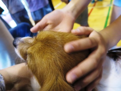 2018(H30)-6-9 ¼¡À¤Âå¤Î³èư»²²Ã¡¦¿ùÊÂÂè¶å¾®³Ø¹» (13)