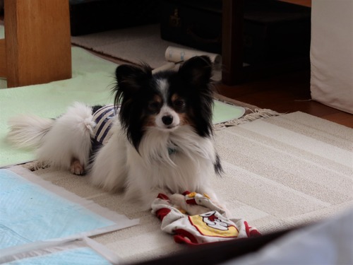 2021(R3)-3-15 ハルの服をオモチャに (2)