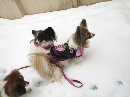 2014-2-15 今年二度目の大雪に (12)