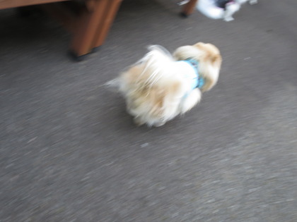 2017(H29)-2-8 水仙の庭で (8)