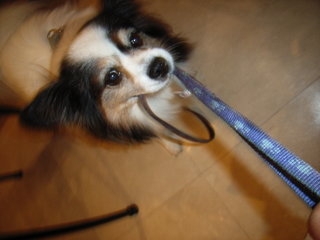 引っ張りっこ 02