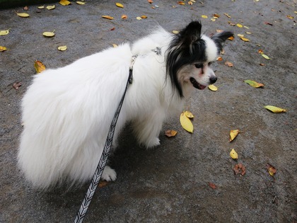 2014(H26)-9-25 ロビンだって筋トレ (18)