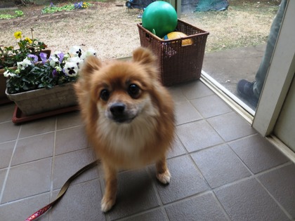 2019(H31)-2-16 ディアのトライアル (16)