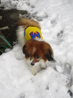 2014-2-15 今年二度目の大雪に (43)