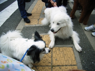 グレート・ピレニーズ