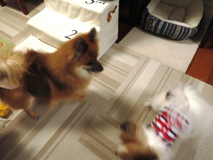 2018(H30)-12-24 ディアが生まれ変わった日 (11)