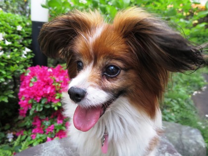 May day の庭で (16)