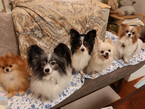 2021(R3)-3-17 �ѥԥݥ�5�ͽ� (2)