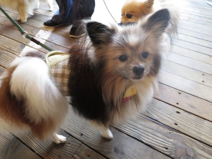 2019(R1)-5-18 第56回里親会 巣鴨 (15)