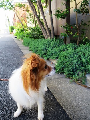 2018(H30)-6-29 ¸á¸å¤ËÇß±«ÌÀ¤±¤ÎÄ« (12)