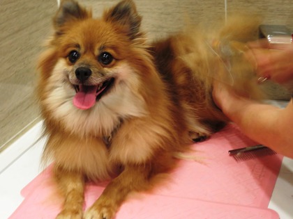 2018(H30)-12-24 ディアが生まれ変わった日 (26)