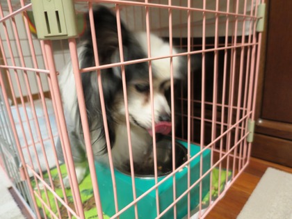 2014-1-26 食事事情 (2)