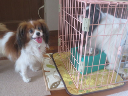 2014(H26)-6-19 フィオもチョイチョイ (2)