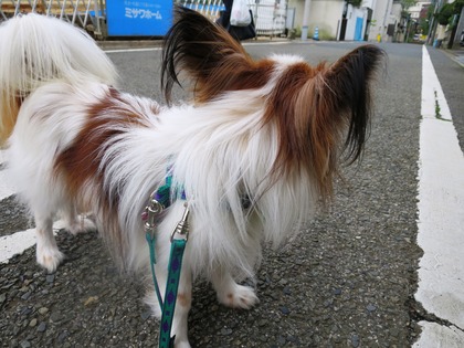 2016(H28)-4-23 ティムの朝散歩 (3)