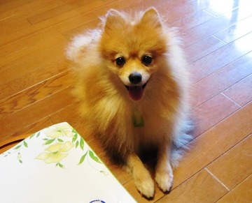 ねぇ、 遊んでよ_20110803_06