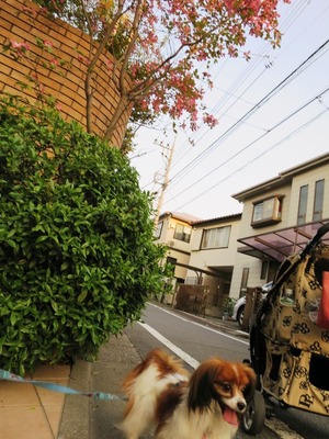 2014-4-23 狂犬病予防接種の日 (2)