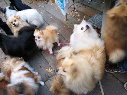 2013-12-8 田奈ラン(ケイトプチオフ会) (71)