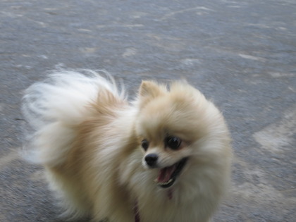 2017(H29)-6-3 ī (2)