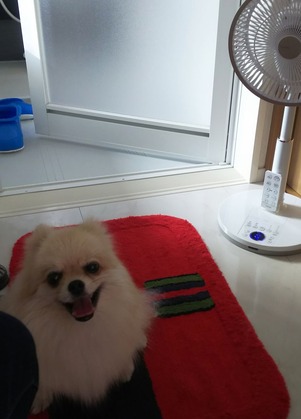 170731 トライアル13日目の朝散歩足洗いの後 01