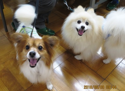 2018(H30)-6-9 ¼¡À¤Âå¤Î³èư»²²Ã¡¦¿ùÊÂÂè¶å¾®³Ø¹» (4)