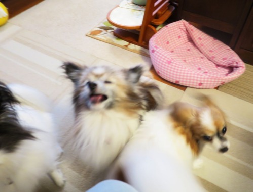 2019(R1)-7-20 �嵐������������ޥޤΥ���Ĥ��� (13)