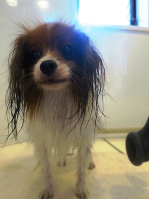 2014(H26)-7-17 �����ס� (2)