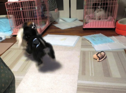 2017(H29)-11-16 ������ֱ�ư�� (13)