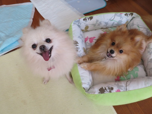 2020(R2)-10-20 今日も大好き❤ (31)