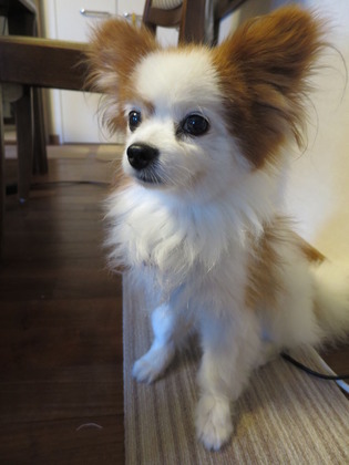 2017(H29)-8-16 深夜2時半の2ワン (7)