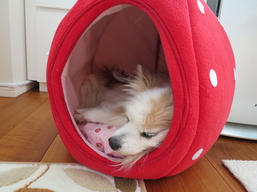 クレクレ合戦と眠り犬 2019(R1)-12-15 (3)