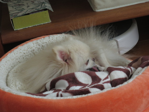 2020(R2)-11-16 ポーリポリ (3)