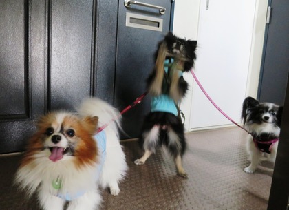 2018(H30)-1-17 お散歩行くよ (1)