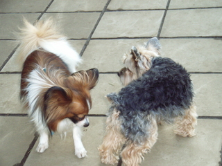 �ƥꥢ����