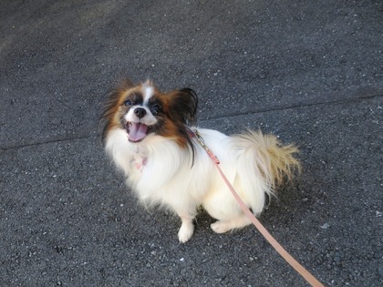 2017(H29)-11-7 ��������ī��4��󥳤Ȼ�ǰ����  (6)