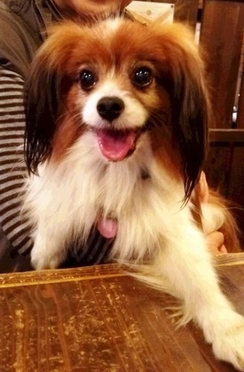 犬茶屋にて(はちべぇ)02