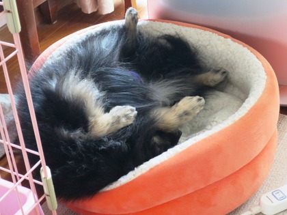 2018(H30)-1-23 4年振りの大雪の翌日 (5)