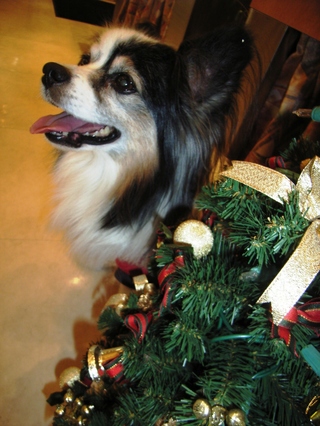 ���ӥ�ȥ��ꥹ�ޥ��ĥ꡼